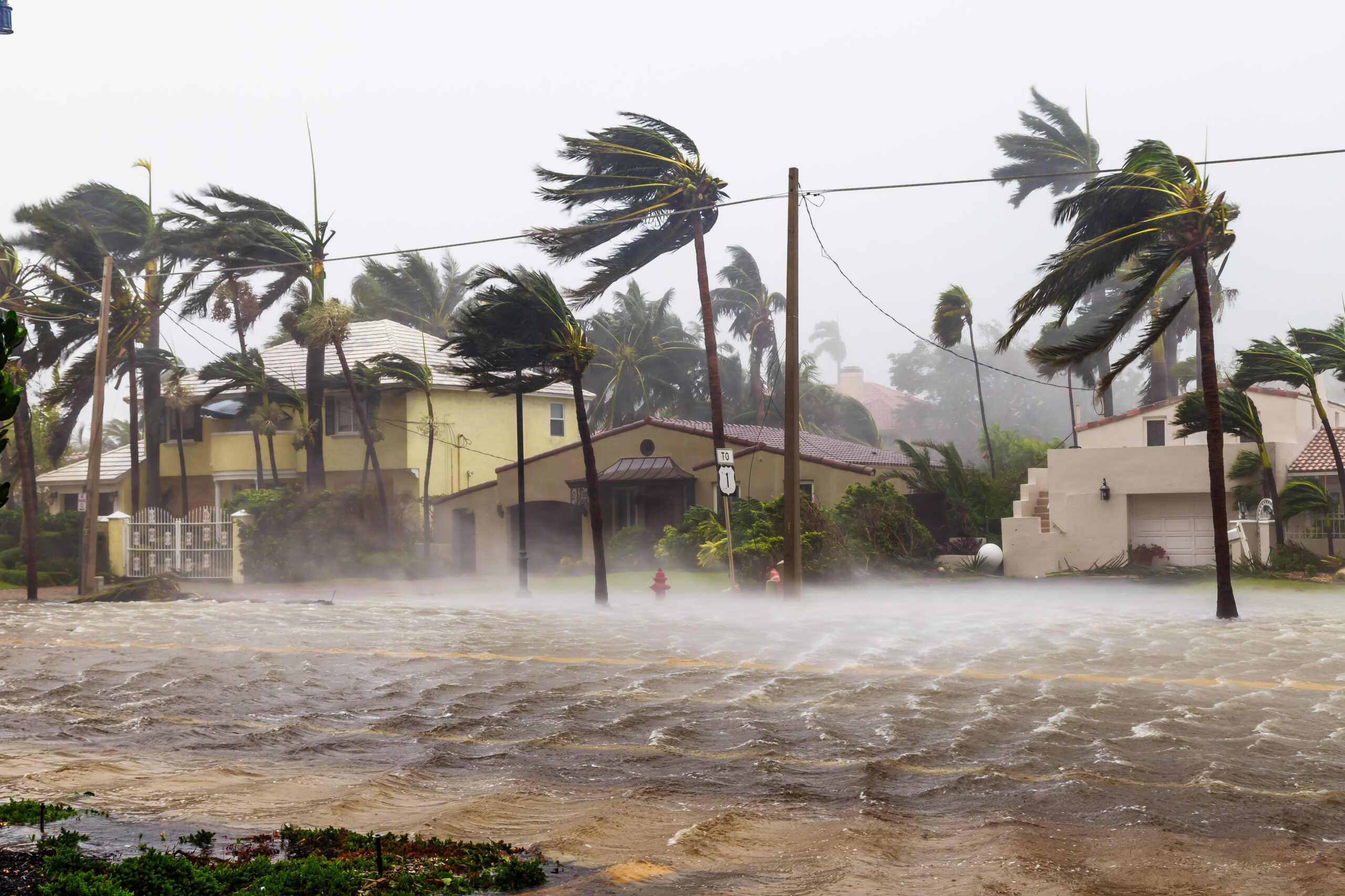 Flooded Las Olas Blvd and Palm trees blowing in the winds, catas Flooded Las Olas Blvd and Palm trees blowing in the winds, catas